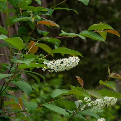 bird cherry