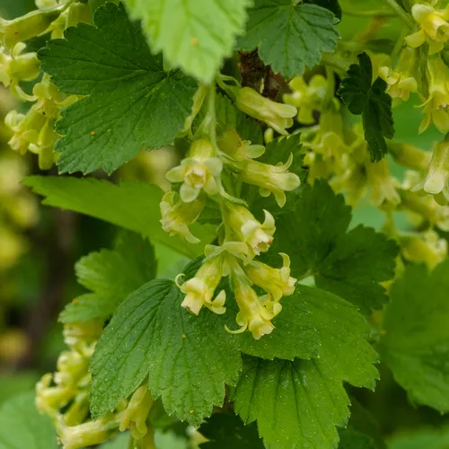 American Black Currant