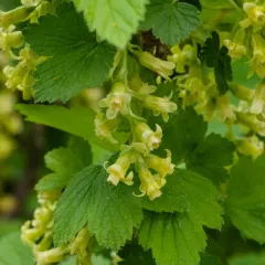 American Black Currant thumbnail 1