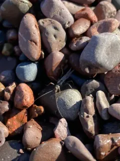 Canadian Willowfly thumbnail 3