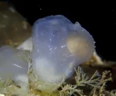Brooding Transparent Tunicate thumbnail 4