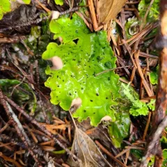 ruffled freckled pelt lichen thumbnail 3