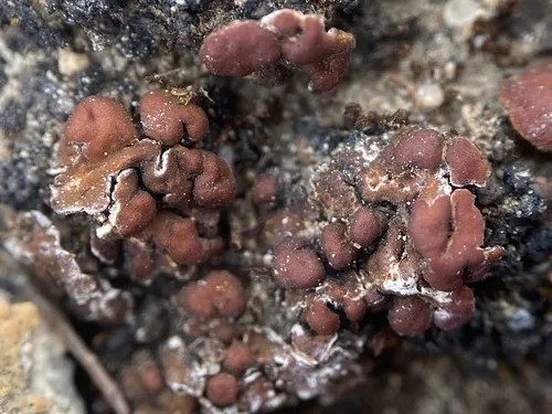 Gypsum Earthscale Lichen