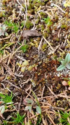 Puccinia collinsiae thumbnail 2