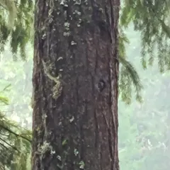 Northern Pygmy-Owl thumbnail 4