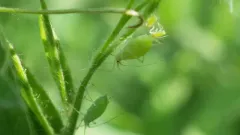 Pea Aphid thumbnail 2