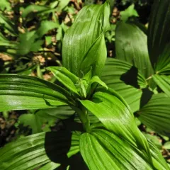 green false hellebore thumbnail 3