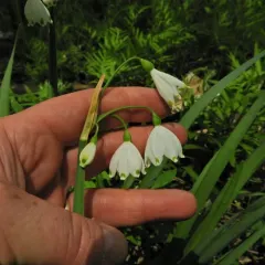 Summer snowflake thumbnail 1