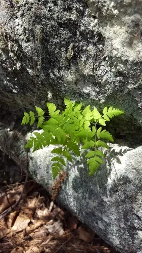Asian oak fern