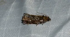 Sparkling Aterpia Moth thumbnail 1