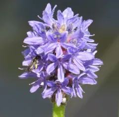 Pickerelweed Shortface thumbnail 3