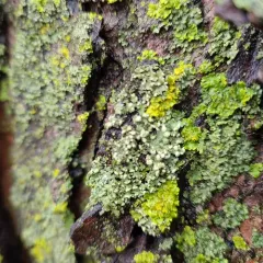 Pom-pom Shadow Lichen thumbnail 4