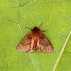 Large Ruby Tiger Moth thumbnail 3