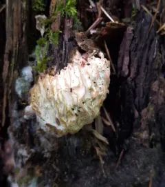 Hypomyces tremellicola thumbnail 2
