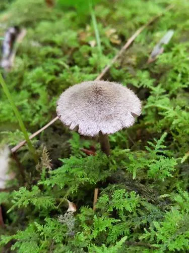Entoloma nodosporum