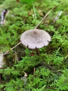 Entoloma nodosporum thumbnail 1