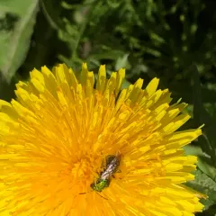 Pure Green Sweat bee thumbnail 2