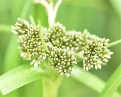 Pale Bulrush thumbnail 2
