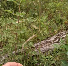 Marsh Muhly thumbnail 4