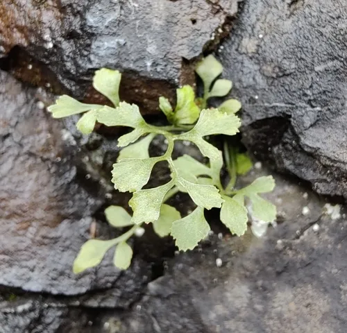 wall-rue