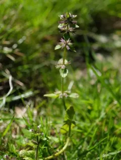 Field woundwort thumbnail 4