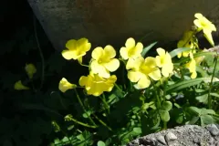 Bermuda buttercup thumbnail 1