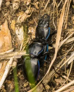 Blue-bordered Pedunculate Ground Beetle thumbnail 4