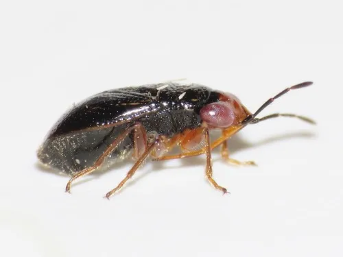 Isthmocoris piceus