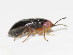 Isthmocoris piceus thumbnail 1
