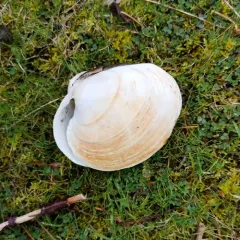 Butter Clam thumbnail 3