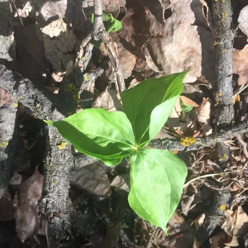 nodding trillium