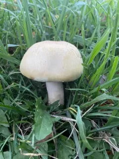 Agaricus fissuratus thumbnail 4