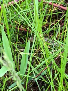 Slender Glass Lizard thumbnail 2
