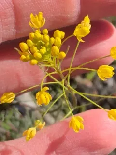 Threadstalk Tansymustard thumbnail 3