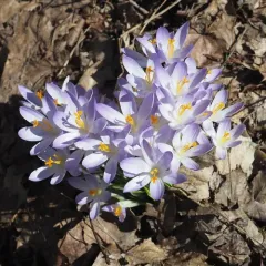 Woodland crocus thumbnail 1