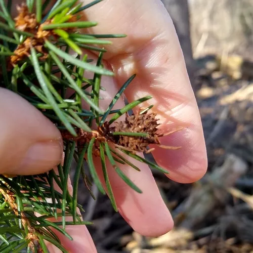 Pineapple-gall Adelgid