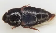 Pineapple Beetle thumbnail 2