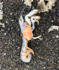 Griffen's isopod thumbnail 2