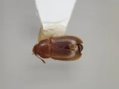 Hairy Fungus Beetle thumbnail 3