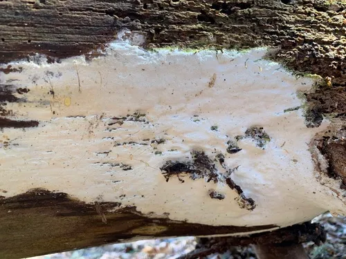 Sidera americana