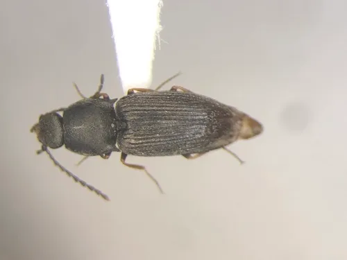 Striated Click Beetle