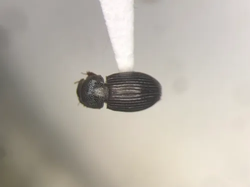 Dialytellus dialytoides