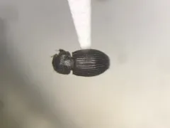 Dialytellus dialytoides thumbnail 1