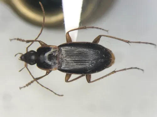 Calathus gregarius
