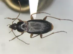 Calathus gregarius thumbnail 1