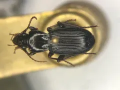 Pterostichus adoxus thumbnail 1
