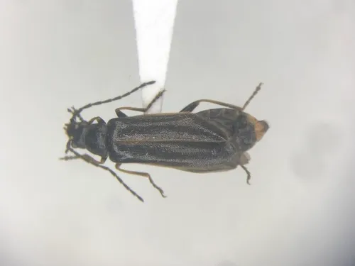Rhagonycha hirticula