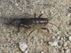 Daihinia brevipes thumbnail 1