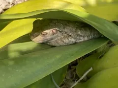 Cuban Tree Frog thumbnail 3