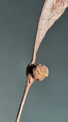 Phylloxera caryaeren thumbnail 2